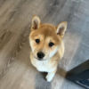 Buggo the Pup!